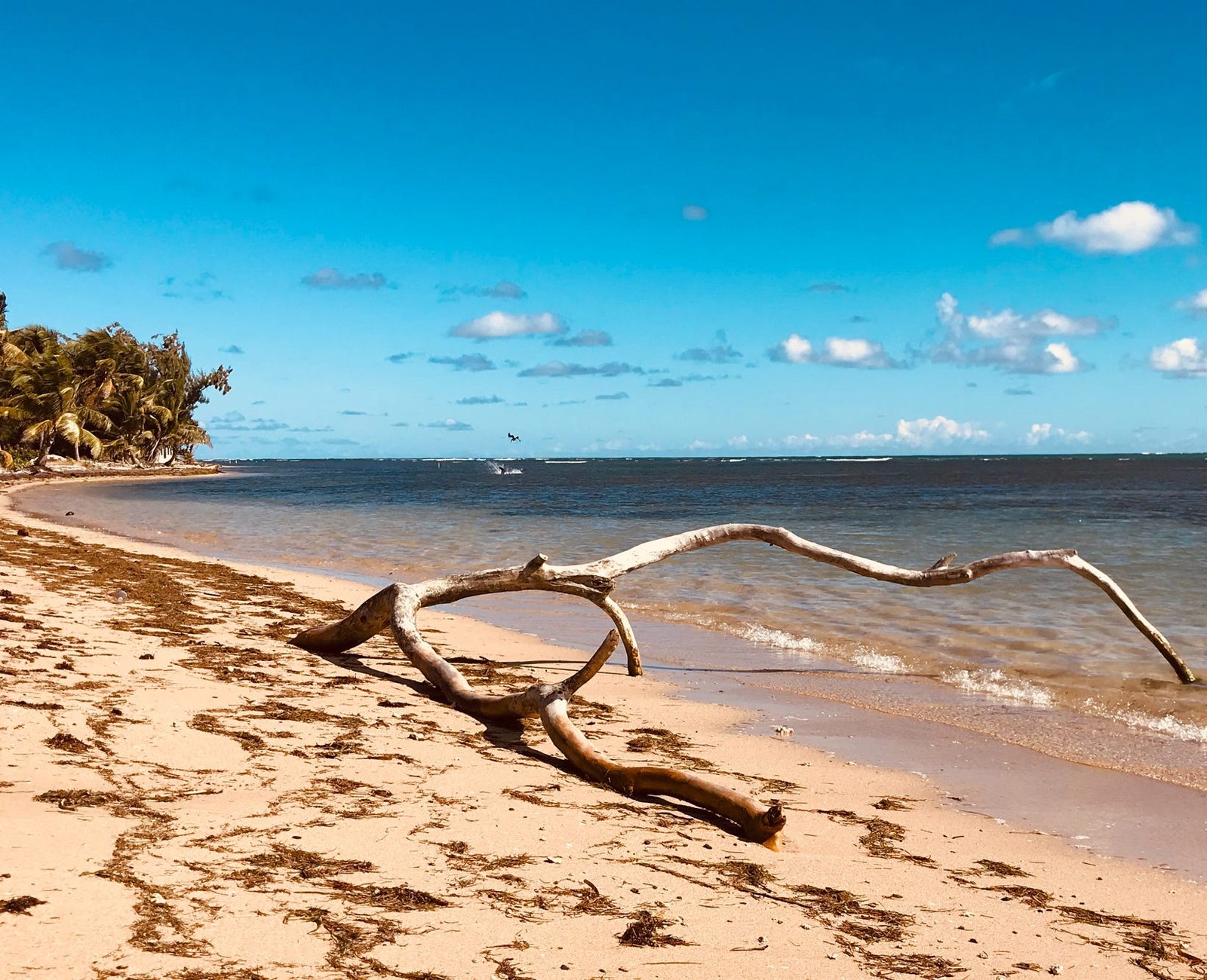 Sea Shells, Sand Dollars and Driftwood at Rainforest Beach Condo