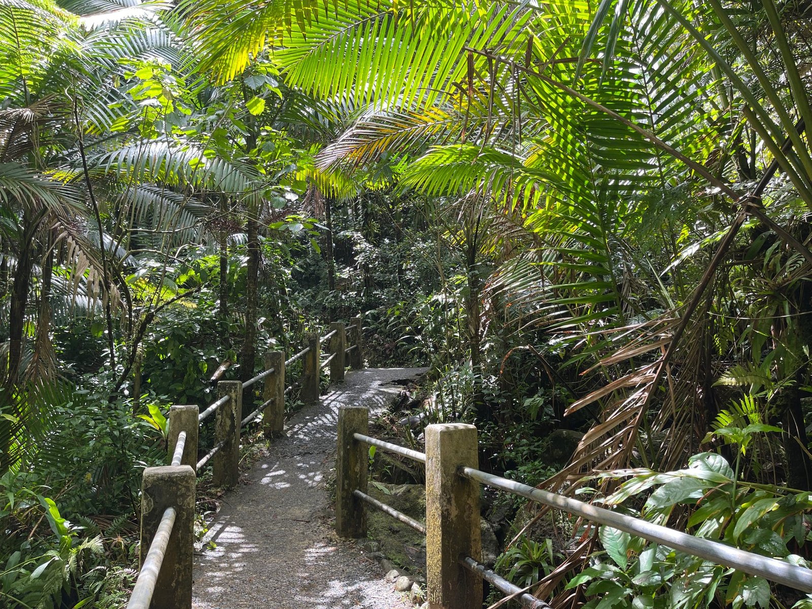 Trails near Rainforest Beach Condo 