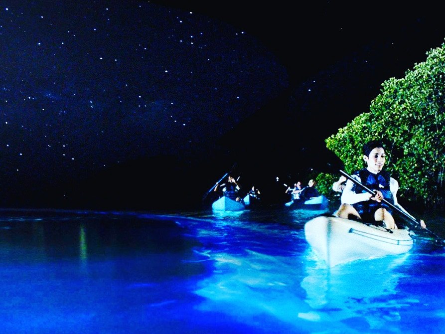 Bioluminescent Bay Near Rainforest Beach Condo