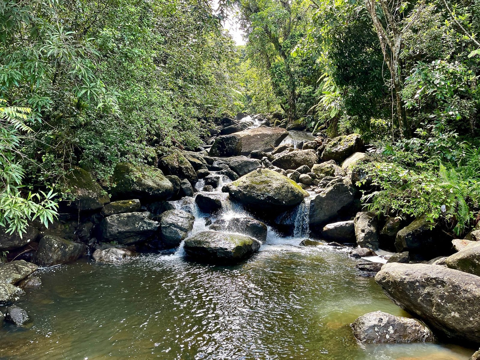 Tropical Rainforest Streams near Rainforest Beach Condo